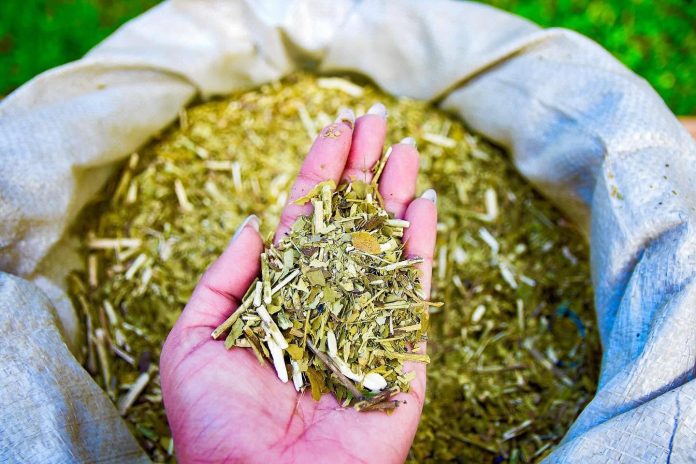 Se celebra el Día de la Yerba Mate, orgullo cultural y motor económico del país
    
    <div class=